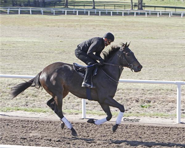 REALLYROAN11Gallopday2