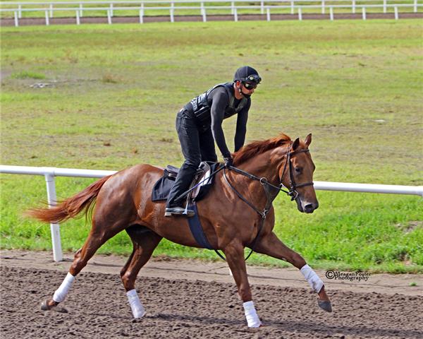 RUCIELO11GALLOPDAY1