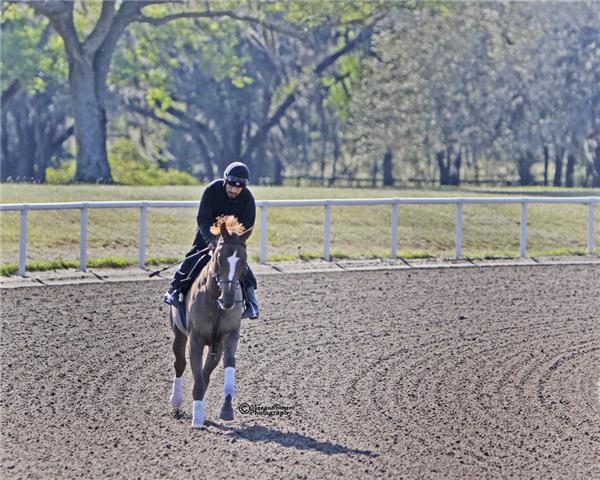SIGHOFRELIEF11Gallopday1
