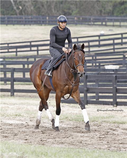 Daguerreotype11gallop2713candid001