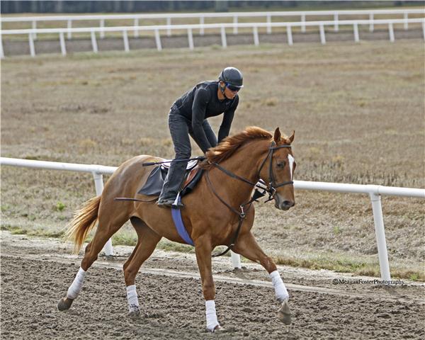 HolyForest11gallop2713candid001