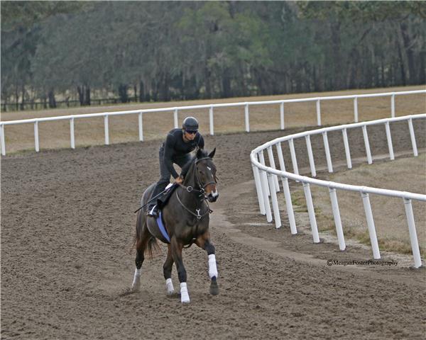 EarlybirdRoad11gallop2713candid004