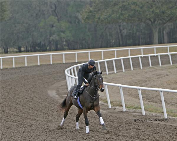 EarlybirdRoad11gallop2713candid006