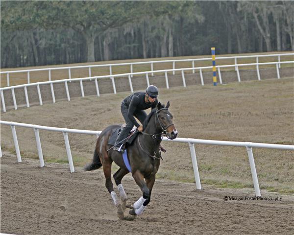 EarlybirdRoad11gallop2713candid003