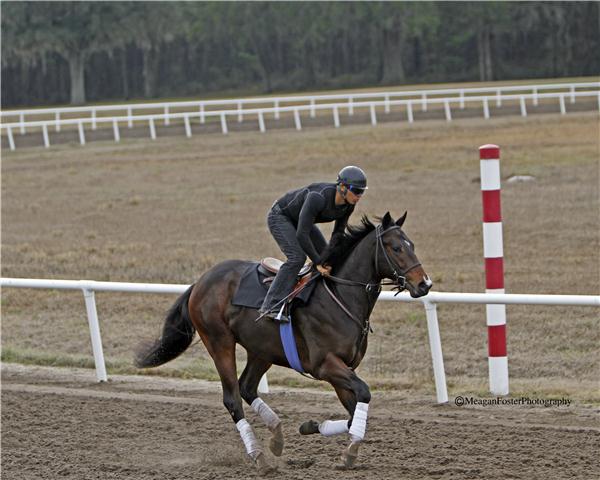 EarlybirdRoad11gallop2713candid002