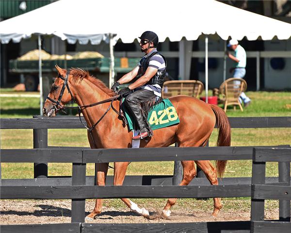 hip428web1