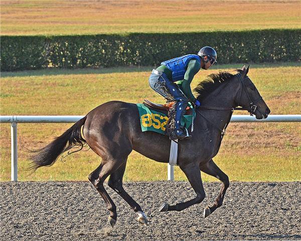 hip852web1