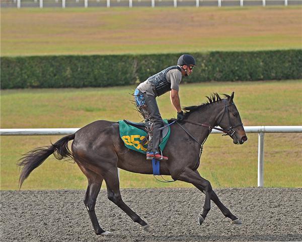 hip852web